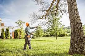 Why Choose Our Tree Removal Services in Winter Park, FL?