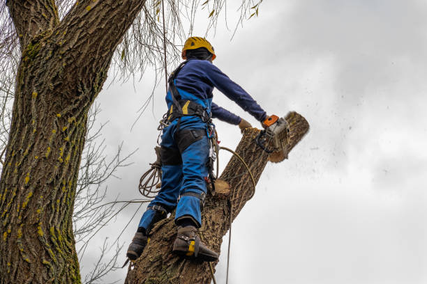 Best Tree Mulching  in Winter Park, FL